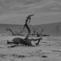 Namibie - désert d'acacias