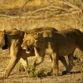 Namibie - Lionnes en marche
