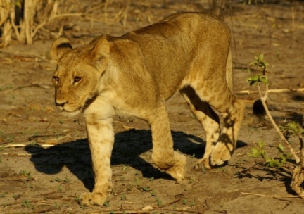 Namibie - Lionne tranquille