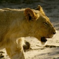 Namibie - Lionne plus âgée