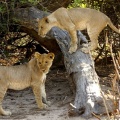 Namibie - jeux de lionceaux