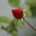 Médoc - rose 1