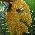 Fleur palmier