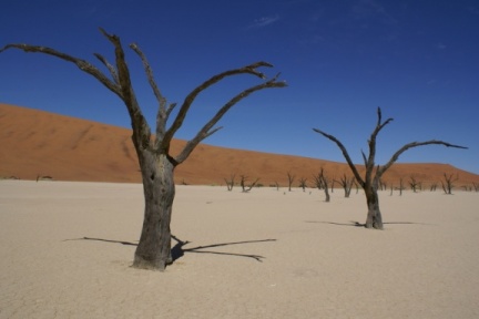 Le désert d'accacias en Namibie 2007 Daniele Barthelemy