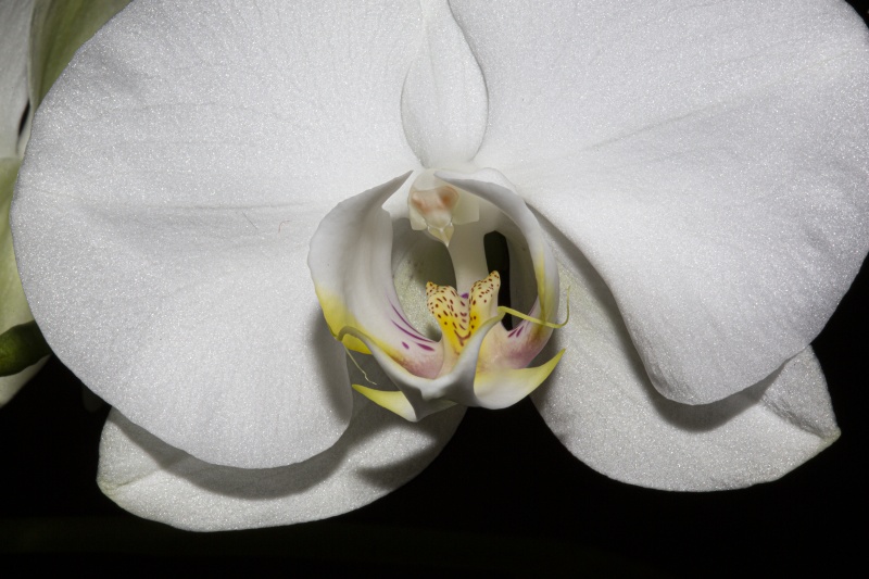 Orchidée Blanche.JPG