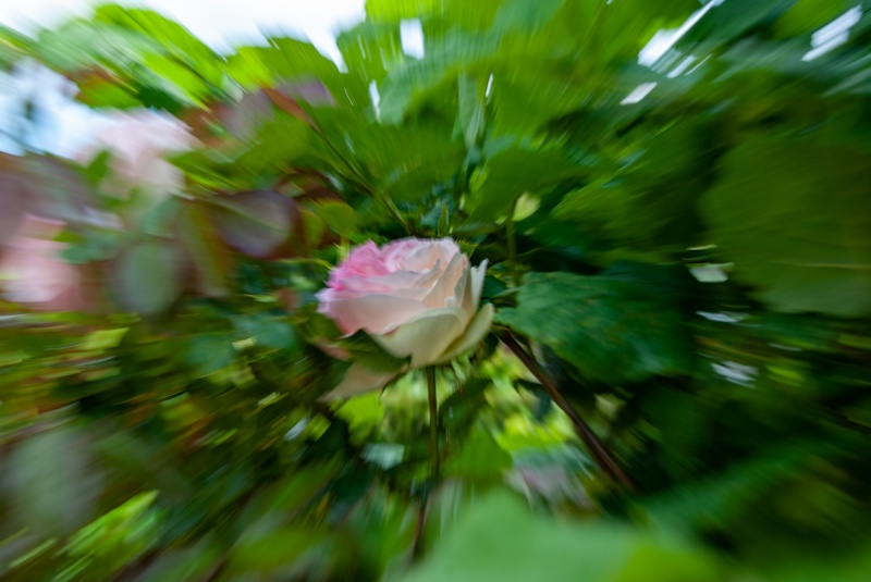 rose-zoom