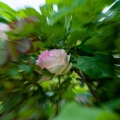 rose-zoom