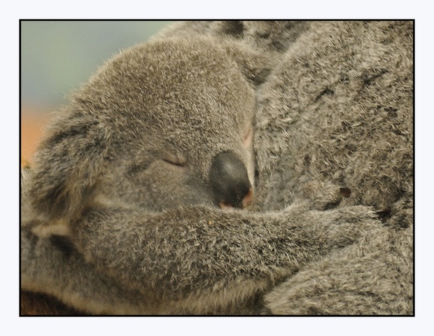 Koala_07.JPG