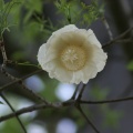 Namibie - Fleur de Baobab
