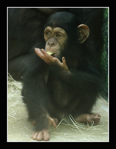 Chimpanzés_06.JPG